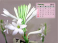 Calendar 2012 - January