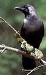 Common Crow (Kak)