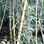 Bamboo (Bansh)