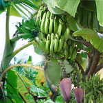 Banana/Plantain (Kola)