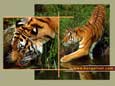 Bengali Tiger Wallpaper