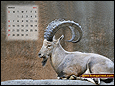 Calendar Wallpaper 2011 - March