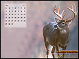 Calendar Wallpaper 2011 - May